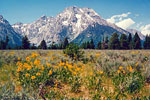 Grand Tetons